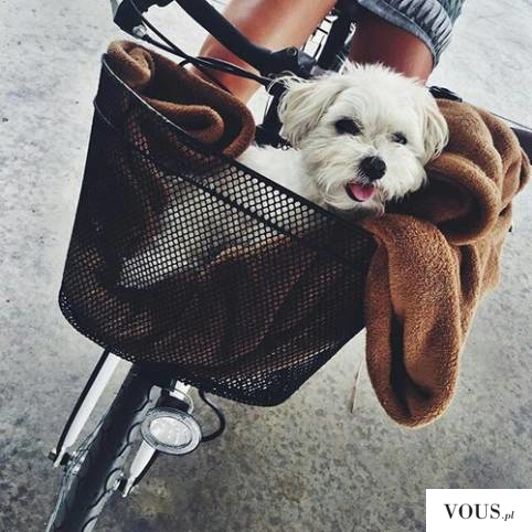 szczęśliwy piesek w podróży na rowerze