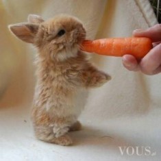 Słodkie króliczki lubią marchewki