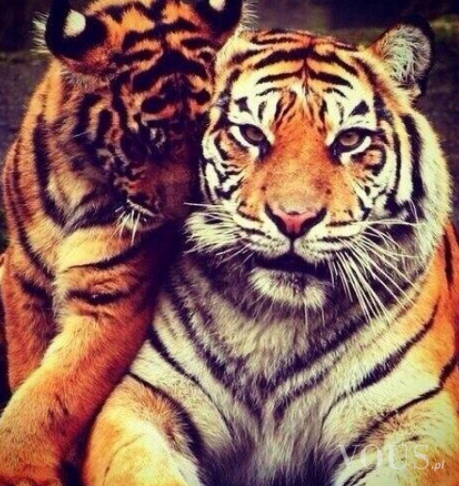 Tygrysy mrrr samiec i samica
