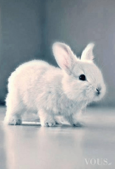 śliczny mały króliczek