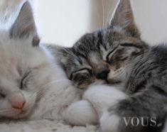 Kici kici, dwa słodkie śpiące kotki