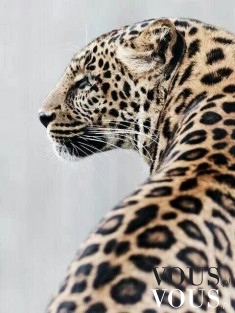 Gepard, dziki kot
