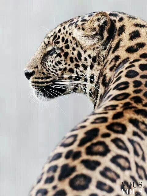 Gepard, dziki kot