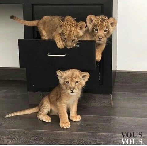 Słodkie małe udomowione lwiątka