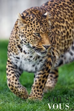 Polujący gepard