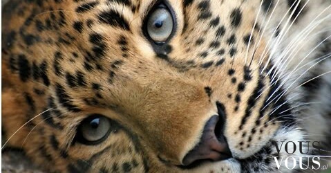 Piękne oczy dzikiego kota