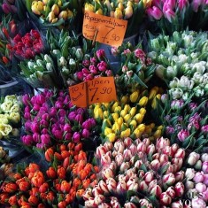 Kolorowe kwiaty prosto z targu