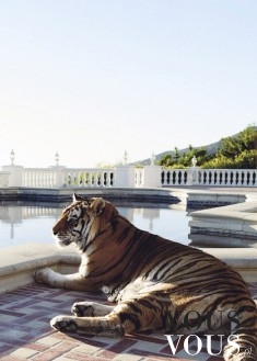 Wielki tygrys nad basenem. Udomowiony tygrys