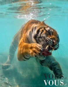 Pływający dziki tygrys
