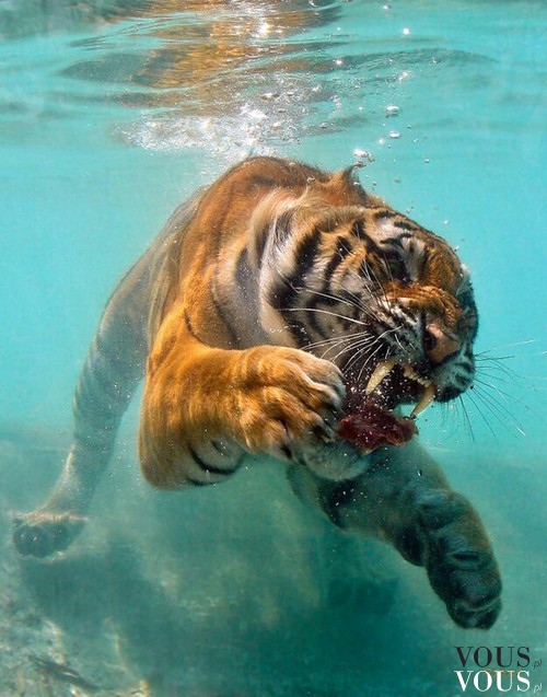 Pływający dziki tygrys
