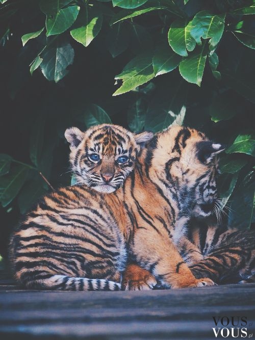 Bawiące się tygryski