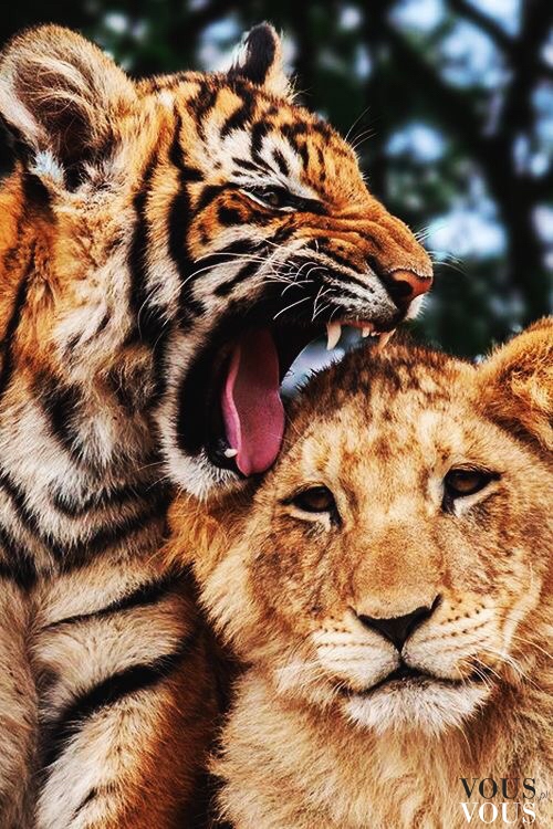 Dwa małe tygryski