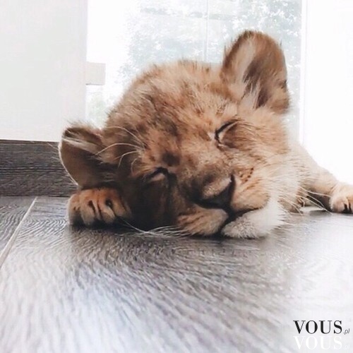Śpiący lew