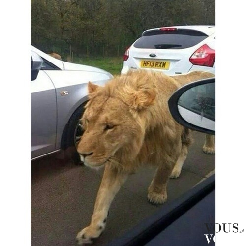 Dziki lew na ulicy
