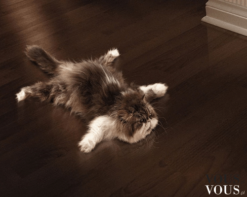 Kot polerujący podłogę, koty, koteczki