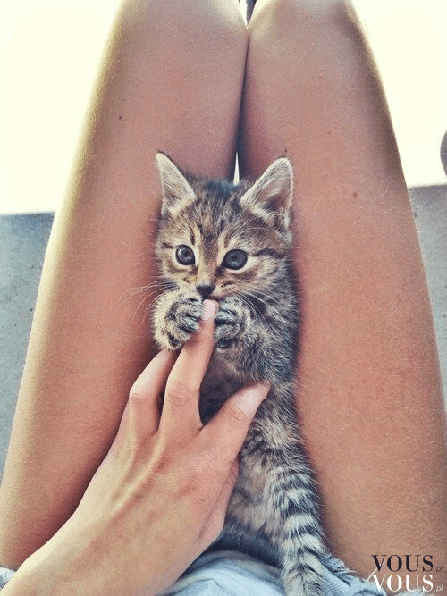 Słodki kotek na kolanach, małe kotki są idealne do przytulania