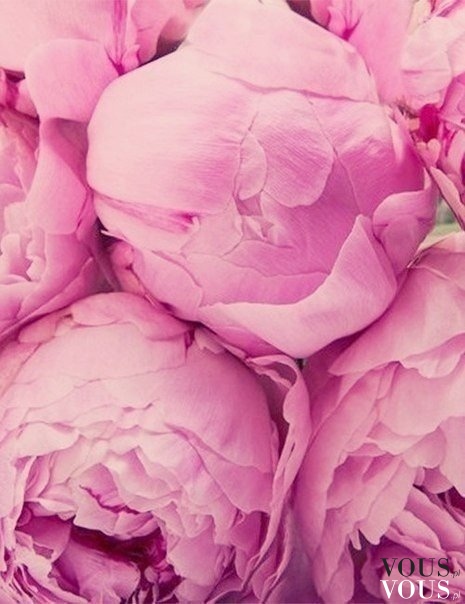 Piękne różowe kwiaty