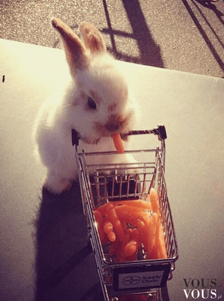 Uroczy króliczek na zakupach