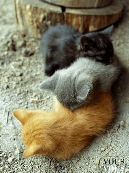 Trzy cudowne maleństwa- małe kotki