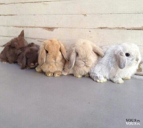 małe króliczki, słodkie króliki, zajączki