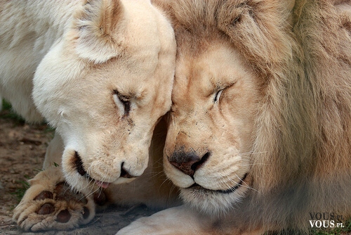miłość wśród zwierząt, lwy, przytulone zwierzęta, dzikie koty