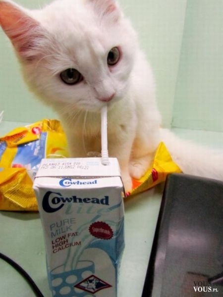 słodki kotek pije mleko, kociak, biały kotek pije mleko przez rurkę słomkę