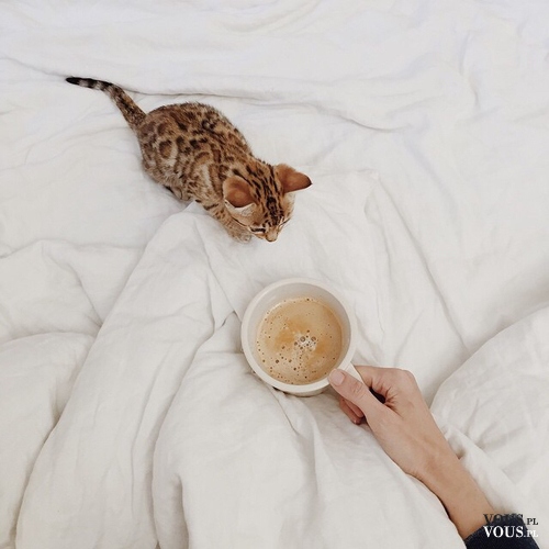 mały kotek próbuje kawy