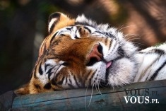 śpiący tygrys, dziki kot