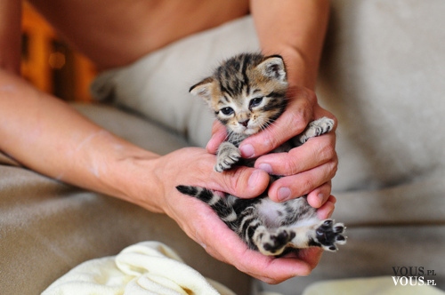 mały kotek , jak opiekować się małymi kotami