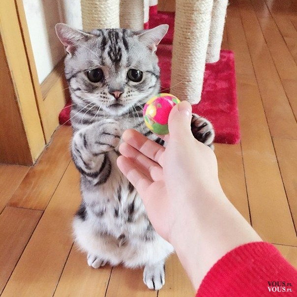 słodki mały kotek, kot bawi się piłką, zabawy z kotkiem