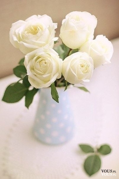 bukiet z białych róż