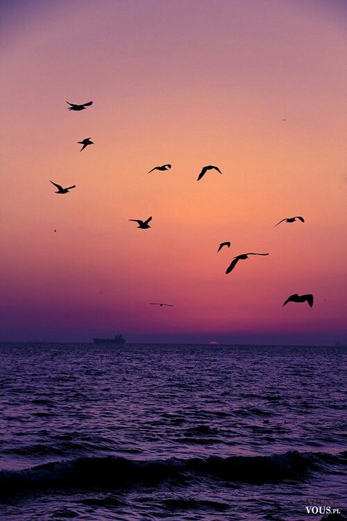 ptaki nad oceanem, zachód słońca