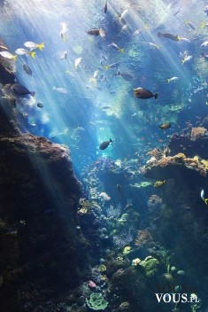rafa koralowa, ryby w oceanie, podwodny świat