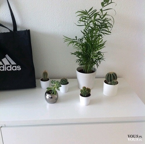 kaktusy, zielone rośliny