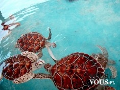 Żółwie wodne. Duże, pływające żółwie.