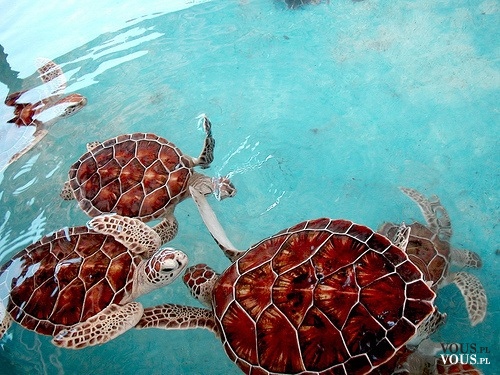 Żółwie wodne. Duże, pływające żółwie.