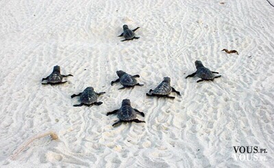 małe żółwie na plaży