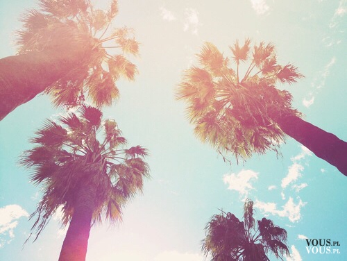 palmy w słońcu