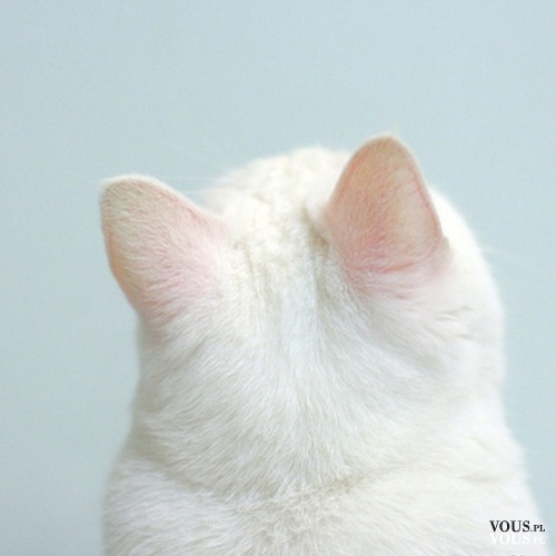 puszysty biały kotek