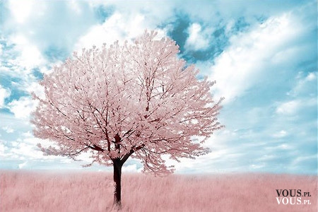 piękne kwitnące drzewko