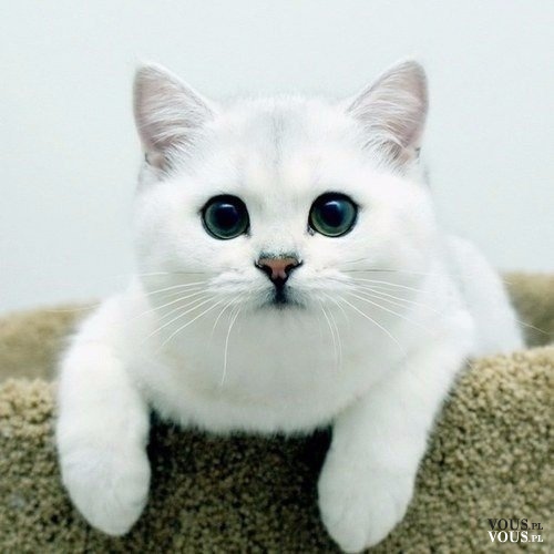 Biały kociak. Śliczny biały koteczek <3
