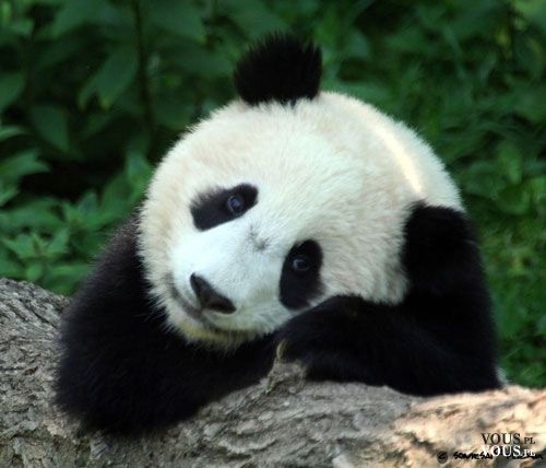 panda, jak chronić pandy