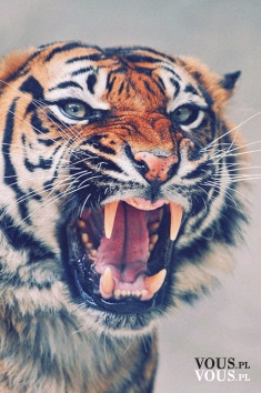 rozdrażniony tygrys