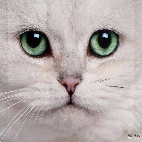śliczny kotek biały z zielonymi oczkami, mordka kotka,