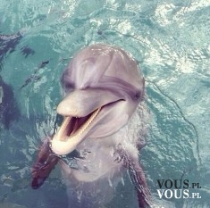 Delfin, słodki i przyjazny delfinek <3