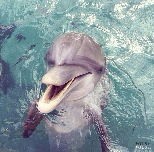 Delfin, słodki i przyjazny delfinek <3