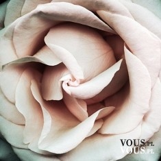 Delikatna i pachnąca róża- kwiat miłości