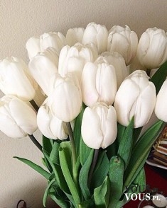 Świeże kwiaty, bukiet kwiatów, białe tulipany