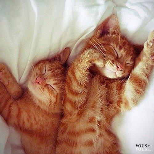 Śpiące kociaki <3 śliczne rude kotki