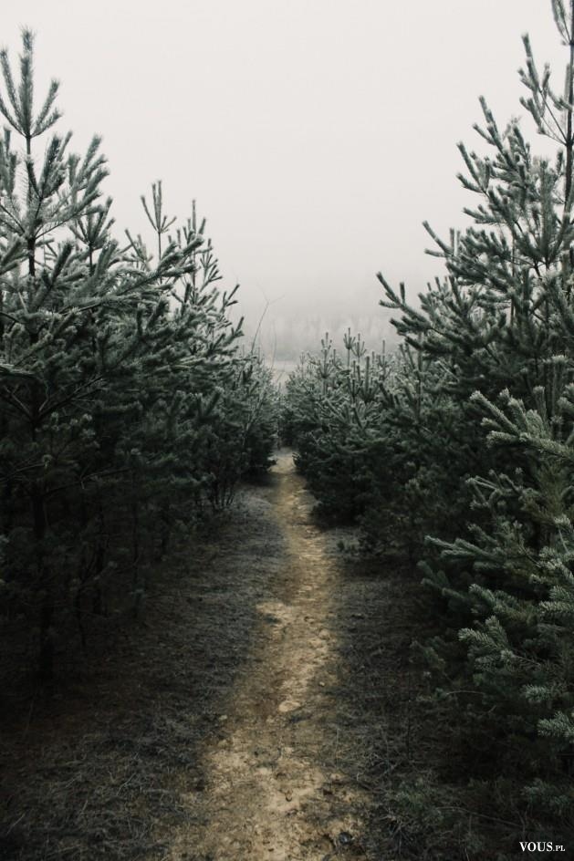 Mroczna droga przez las. Czy można chodzić w nocy po lesie?